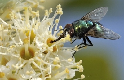 米科学者3氏が「ショウ賞」受賞、体内時計の仕組み解明に寄与