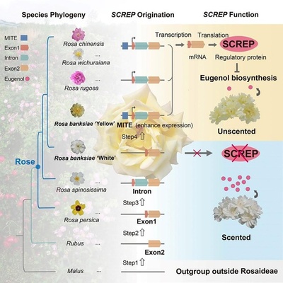中国の科学者 植物遺伝子の起源に関する新メカニズムを解明