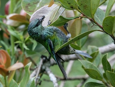 世界中でバードウオッチングする日、今年はコロンビアが優勝