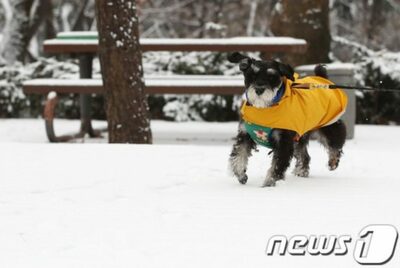 ペット犬をつないで飼う時、首輪リードを2m以上…韓国政府が保護法改正案