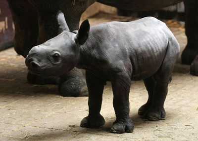 クロサイの赤ちゃんが誕生