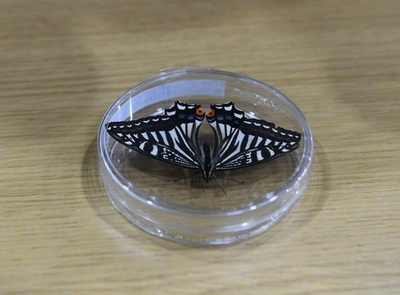 中国の科学者「宇宙のチョウ」の羽化に成功