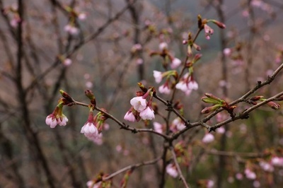 中国広西で桜の新種「全州桜」が発見