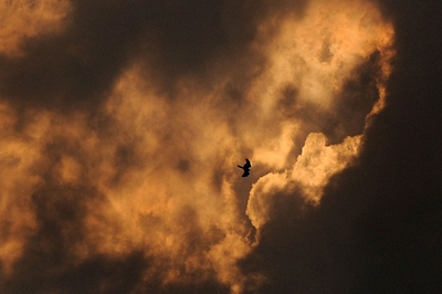 インドの空を舞うタカの影