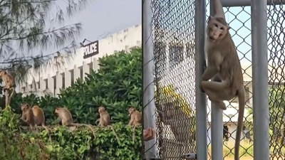 動画:サル200匹脱走、警官らが警察署内に立てこもる タイ