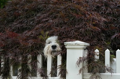 【今日の1枚】ちらっ、お外が気になる…