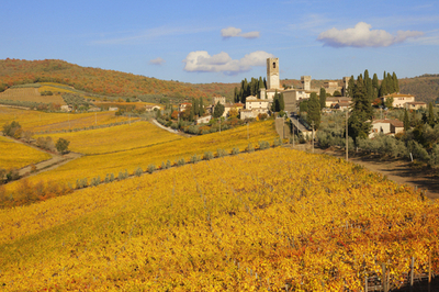 ぶどう畑は秋の輝き、イタリア・トスカーナ州
