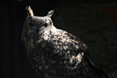 「黄金のフクロウ」を追え 30年越しの宝探しに決着 フランス