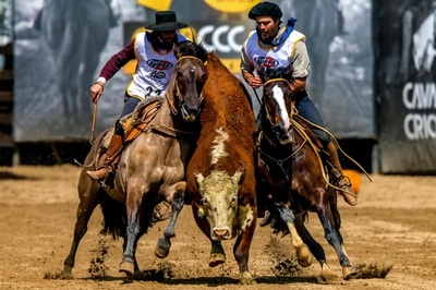 【今日の1枚】完璧な連携プレー、挟み撃ちで牛を追い込む