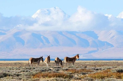 チベットは生態保護を積極推進、世界で環境が最も良い地域に