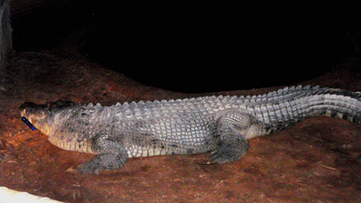 酔っぱらった男性がワニに「馬乗り」、九死に一生 オーストラリア