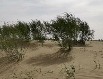 中国内モンゴル・クブチ発の「低侵襲手術」が砂漠緑化に貢献
