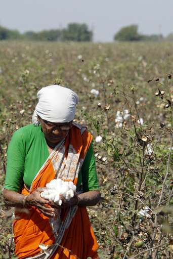 エンドスルファンの残留性有機汚染物質指定を勧告、検討委