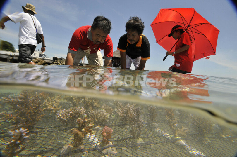 海洋公園でサンゴの養殖、タイマイの繁殖地を守れ インドネシア