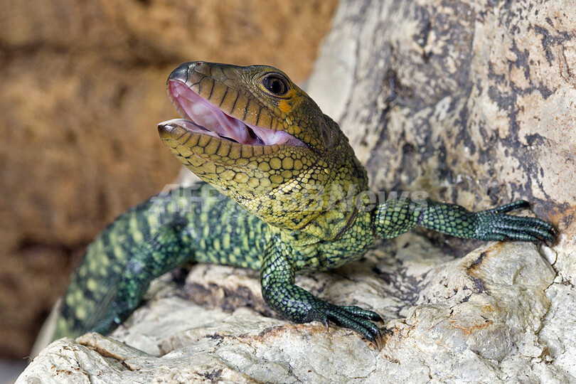 希少爬虫類のカイマン サンディエゴ動物園で孵化 写真1枚 国際ニュース Afpbb News