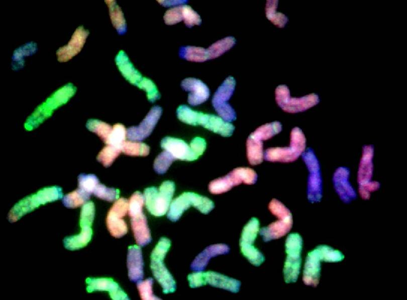 中国の科学者、コムギゲノムの完全解読に成功