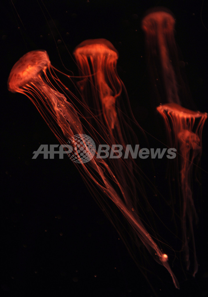 美しい海の生き物たち、米LA