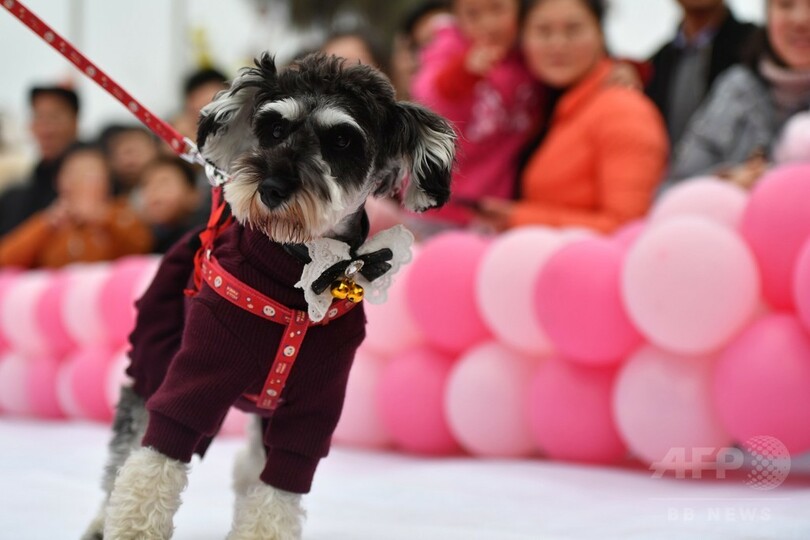 戌（いぬ）年の主役たちがランウェイに　成都でファッションショー開催