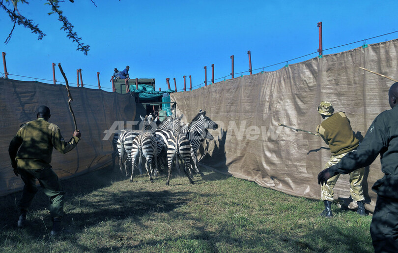 飢えたライオンの餌に・・・大規模なシマウマ移送作戦、ケニア