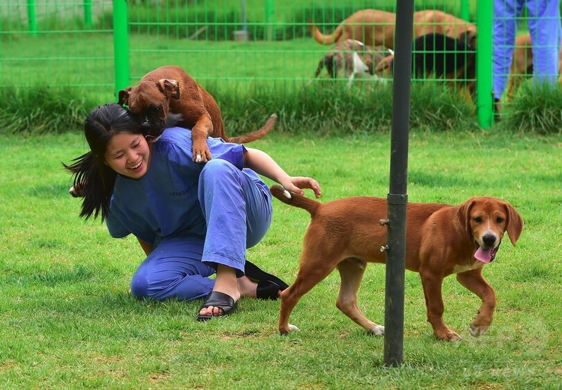 永遠に愛犬と共に？韓国のクローン研究所