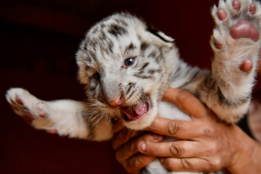 特集 かわいい動物の赤ちゃん 写真91枚 国際ニュース Afpbb News