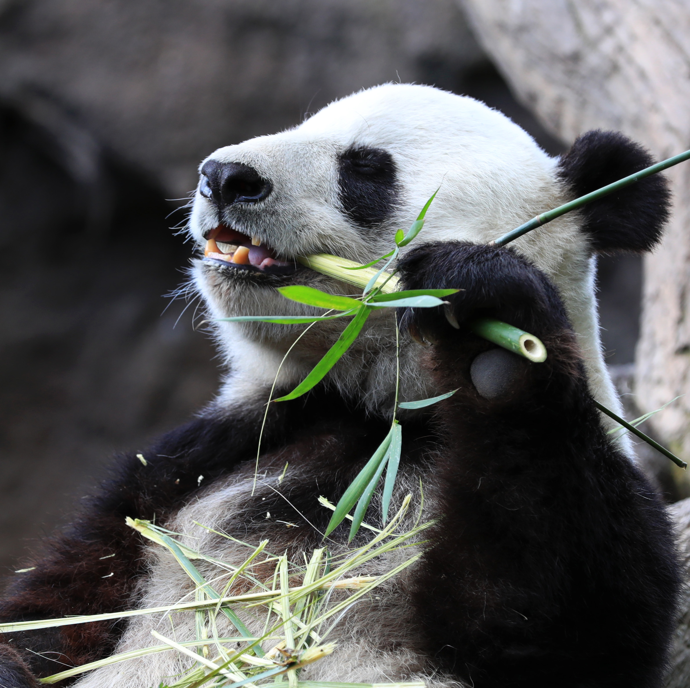 米サンディエゴ動物園でパンダの「お別れパーティー」開催 写真13枚