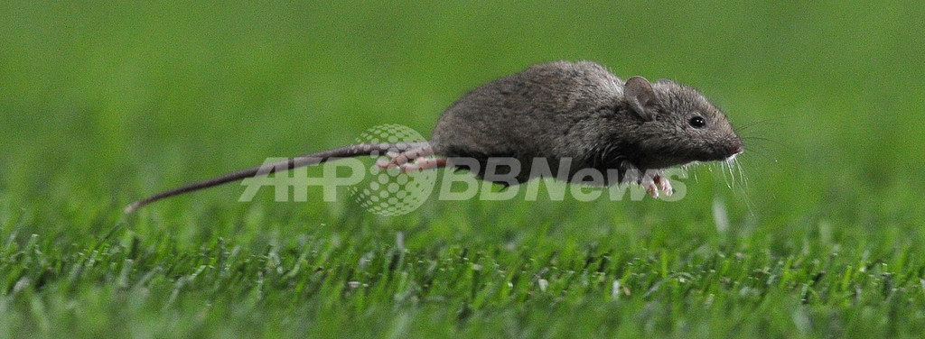 操縦席にネズミで離陸できず、ネパール航空 操縦席にネズミで離陸できず、ネパール航空