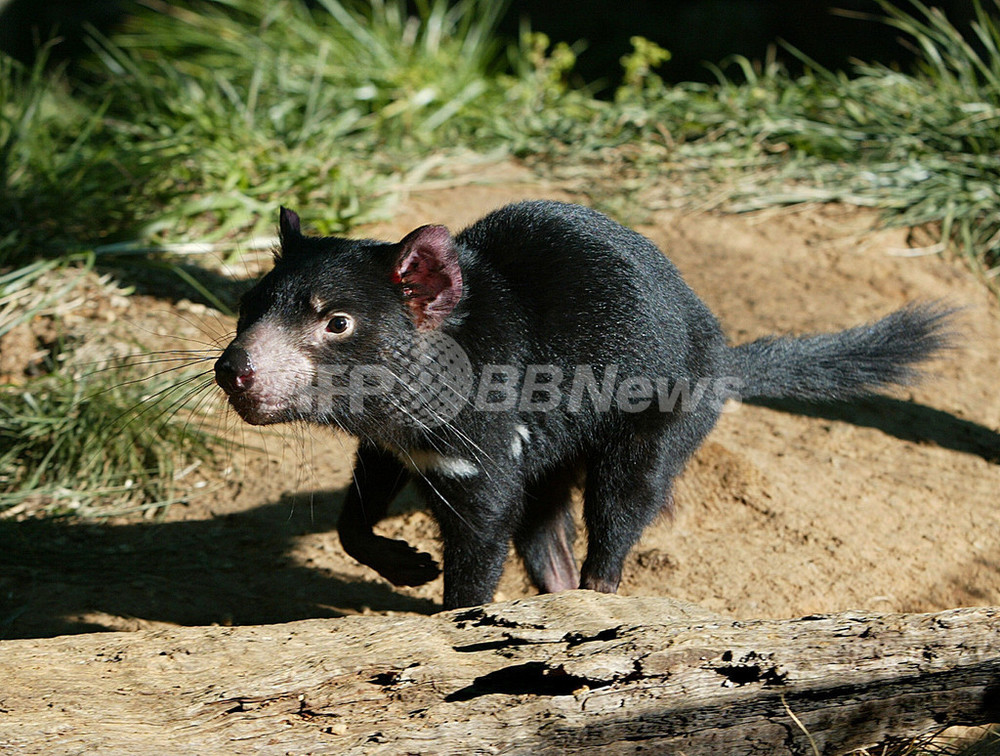 タスマニアデビル 交尾年齢の早期化で種の絶滅に対抗か 写真1枚 国際ニュース Afpbb News