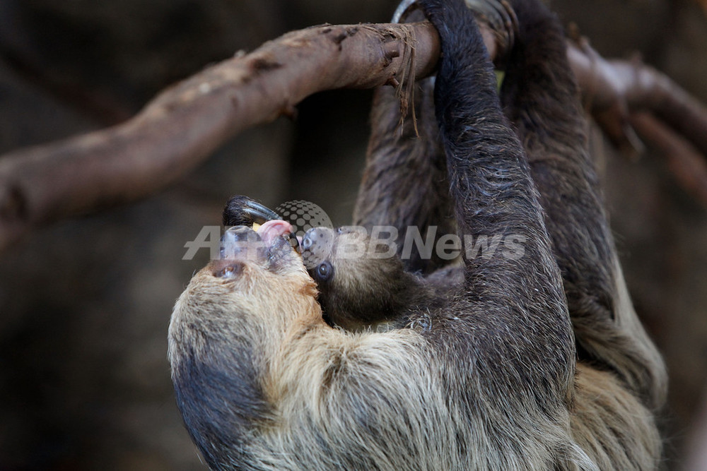 ナマケモノの長い首、その一部は「首」ではない 英研究 写真5枚 国際