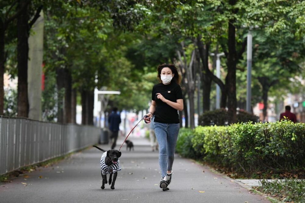 深圳市 市内全ての犬へのマイクロチップ装着を年内に完了 写真1枚 国際ニュース Afpbb News