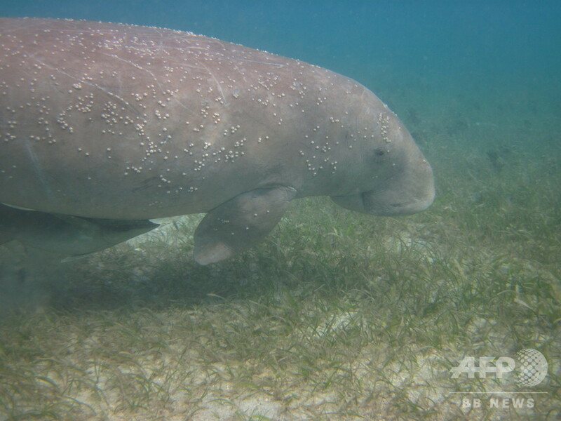 【写真特集】希少動物ジュゴン、個体数減の絶滅危惧種