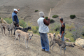 モロッコ北部Oued Jdidaで行われたジャッカル猟に参加した猟犬スルーギ（2008年10月11日撮影）。(c)AFP/ABDELHAK SENNA