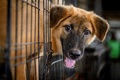 タイ・バンコクの郊外にある野良犬の保護施設で、おりの外を見る犬（2020年4月6日撮影）。(c)Mladen ANTONOV / AFP