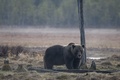 フィンランドで撮影されたヒグマ（2022年5月16日撮影、資料写真）。(c)Olivier MORIN / AFP