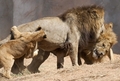 モロッコの首都ラバト（Rabat）のラバト動物園で飼育されるアトラスライオン（2012年9月3日撮影）。(c)AFP/FADEL SENNA