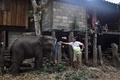タイ北部チェンマイ県で飼育されているゾウ（2020年6月4日撮影）。(c)Lillian SUWANRUMPHA / AFP