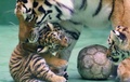 チェコ東部オロモウツの動物園でお披露目された双子のシベリアトラの子どもと世話を焼く母親トラ（2015年6月30日撮影）。(c)AFP/RADEK MICA