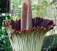フランス西部の国立ブレスト植物園（Brest National Botanic Conservatory）で、世界最大の花、スマトラオオコンニャク（別名：ショクダイオオコンニャク、Amorphophallus titanum）の花が開き始めた。スマトラ（Sumatra）島の熱帯雨林に自生するこの花は著しい悪臭を放つことから「死体花」とも呼ばれる。フランスでスマトラオオコンニャクが見られるのはブレスト植物園だけ（2009年6月28日公開）。(c)AFP/CONSERVATOIRE BOTANIQUE NATIONALE DE BREST/LOIC RUELLAN