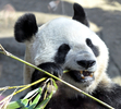 都内の上野動物園（Ueno Zoo）で1日、中国から借り受けたジャイアントパンダ、雄のリーリー（力力）と雌のシンシン（真真）の一般公開が始まり、一目見ようと3000人近くの人々が朝から長い列を作った。

2月に到着していた2頭の公開は当初3月22日の予定だったが、東日本大震災の影響で上野動物園が閉園していたため、10日遅れのお披露目となった。上野動物園では、2008年に「リンリン」が22歳（人間なら70歳に相当）で死んで以降、パンダ不在が続いていた。

写真は、餌の竹をほおばるシンシン（2011年4月1日撮影）。(c)AFP/ Yoshikazu TSUNO