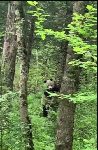 太白山で野生のパンダを5年ぶりに発見、2歳の子パンダか 陝西省