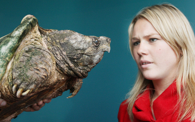 メルボルン水族館で珍しいワニガメなど公開