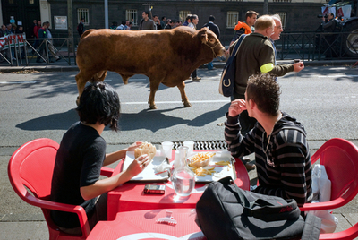 仏畜産農家が牛をつれてデモ、カフェの客もびっくり