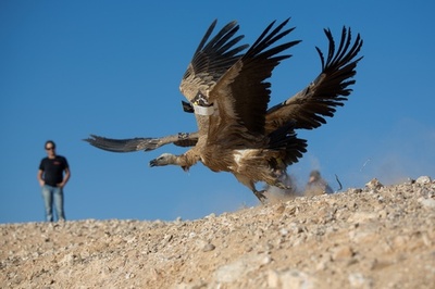 レバノン住民がハゲワシ捕獲、イスラエルの「スパイ」と疑い