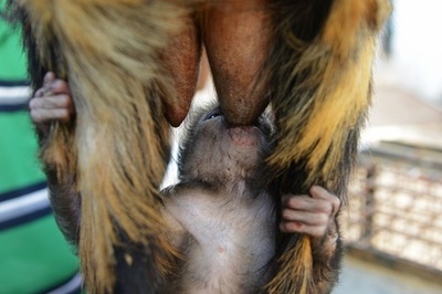 ヤギのミルクはママの味、孤児のサルの赤ちゃん インド