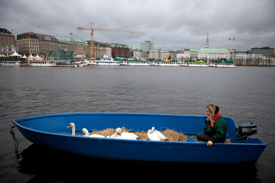 ドイツ北部の白鳥、温かい池にお引っ越し