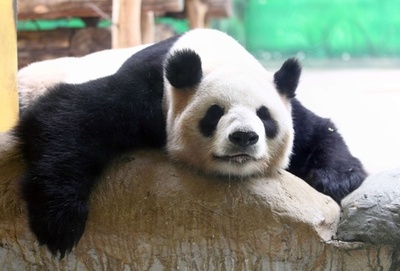 杭州動物園の居眠りパンダ、中国