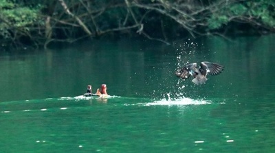 渡り鳥が冬を過ごす楽園 中国・湖北省の三峡ダム庫区