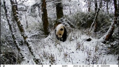 動画:雪の上を歩く野生パンダを撮影 中国四川省