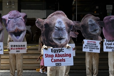 エジプトのラクダツアーは虐待 動物愛護団体、大使館前で抗議