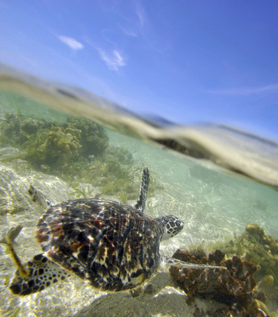 絶滅危惧種のタイマイを海に放す、インドネシア